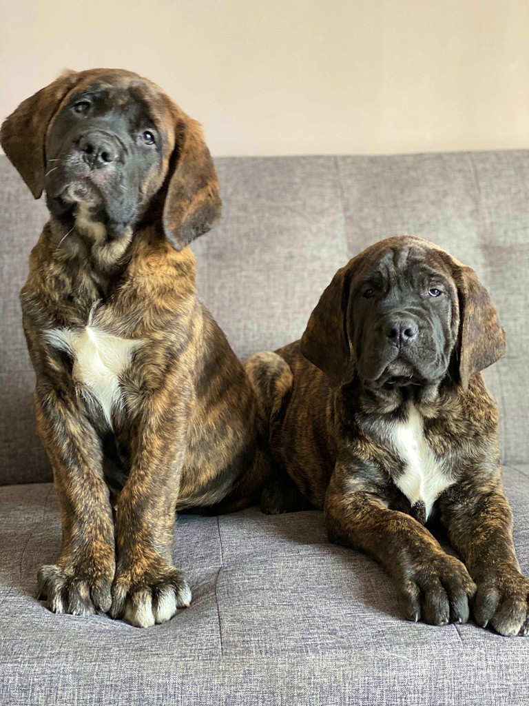 Du Domaine Du Malistiff - Mastiff - Portée née le 01/09/2019