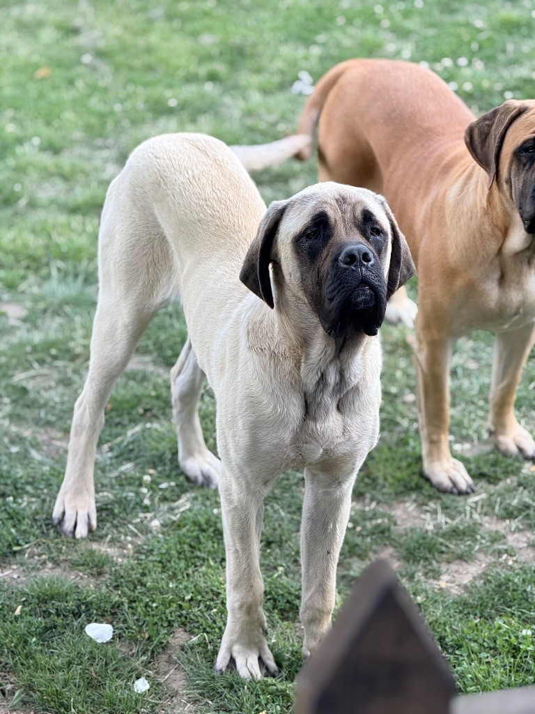 Viking des Mastiffs d'Enfer