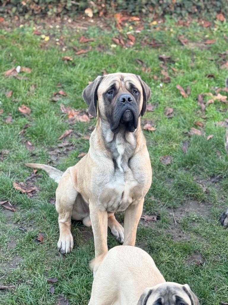 Viking des Mastiffs d'Enfer