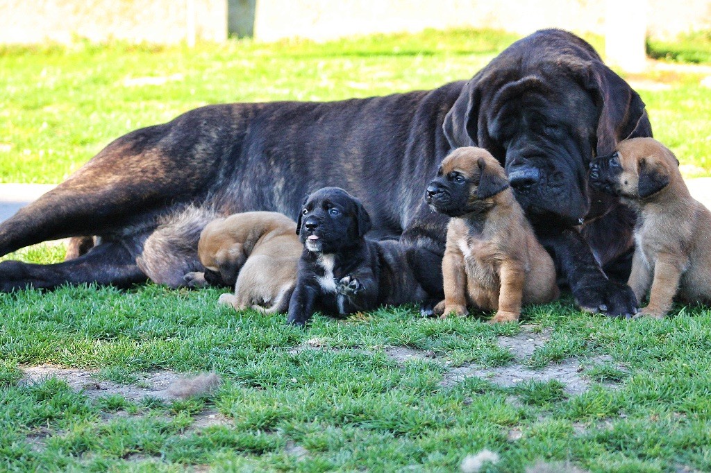 Chiots Lexie & Max le 05/10/18