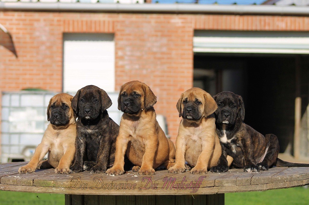 Chiot lexie à 7 semaines