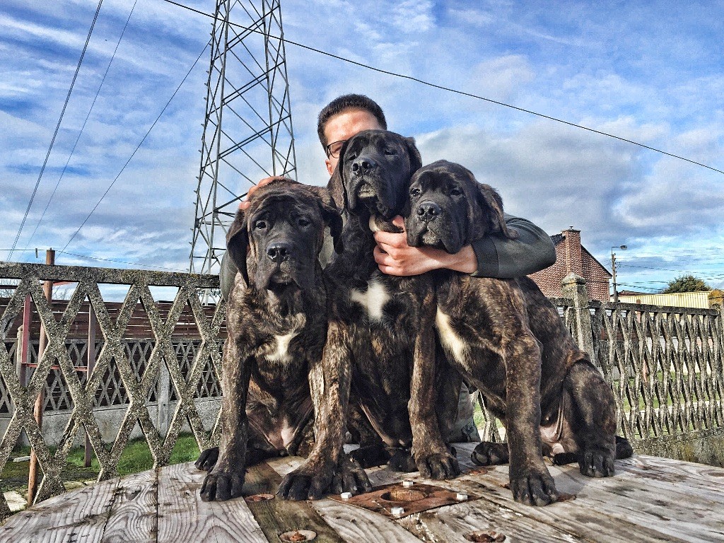 Chiots nés chez nous.