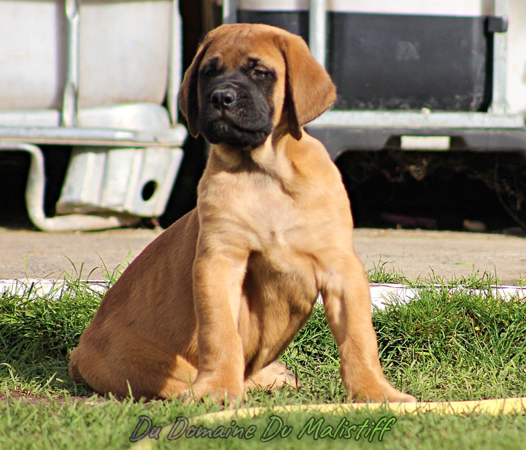 Les bébés mastiffs le 04/11/18