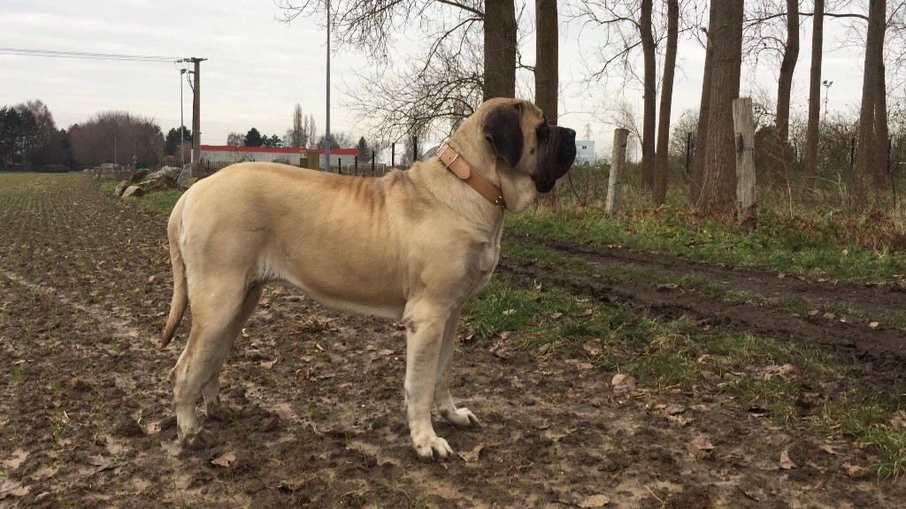 MAÏKA