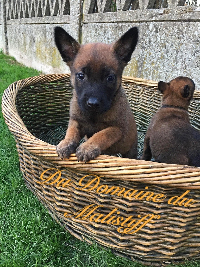 Chiots Gloria 2018