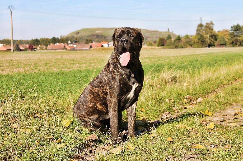 Promenade avec les mastiffs le 05/10/18