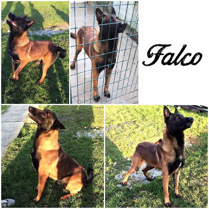 VIP dit FALCO