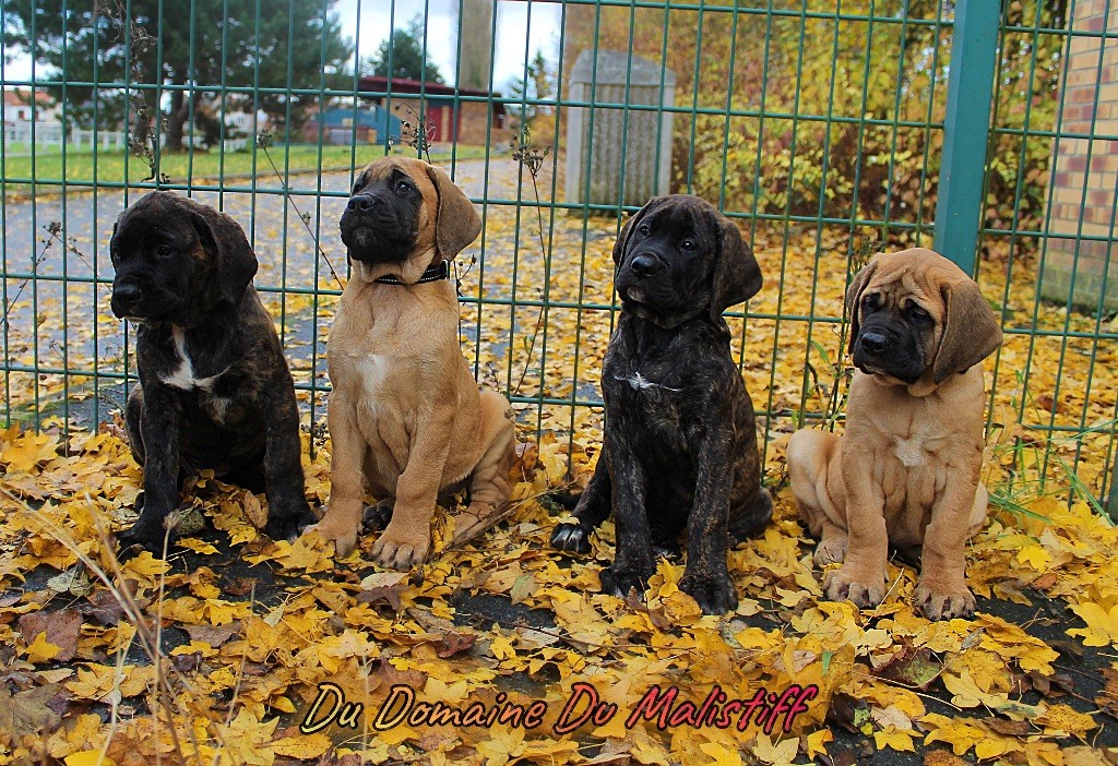 Chiots lexie le 13/11/18