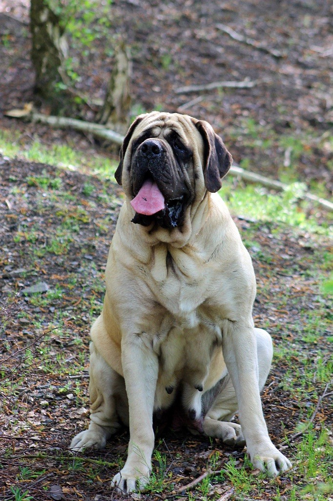 Promenade mastiff