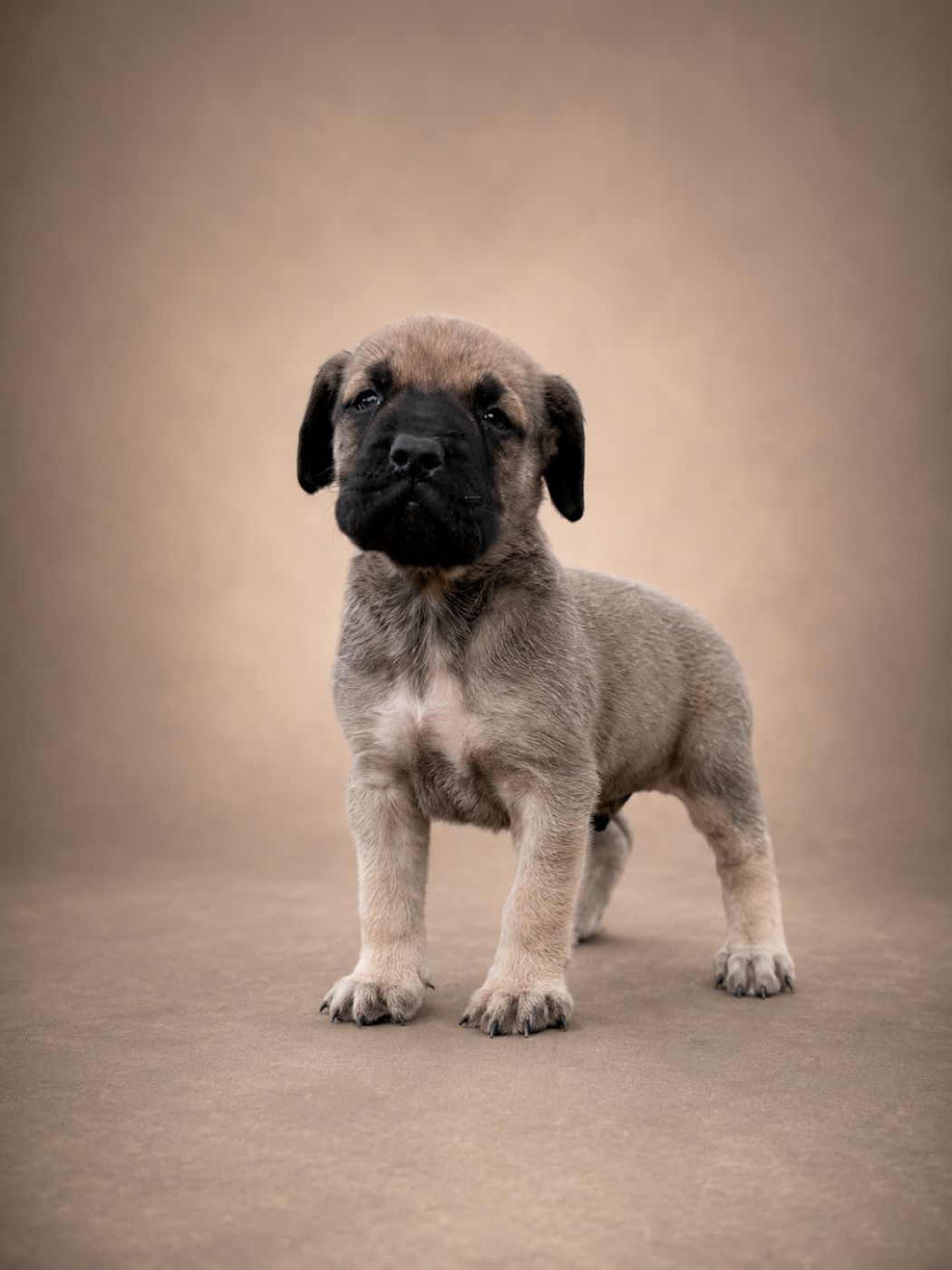 Du Domaine Du Malistiff - Chiots disponibles - Mastiff