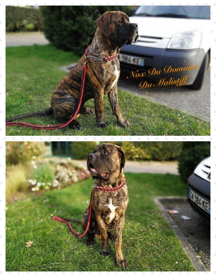 Du Domaine Du Malistiff - Mastiff - Portée née le 31/07/2017