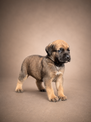 CHIOT 1