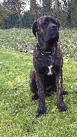 CHIOT