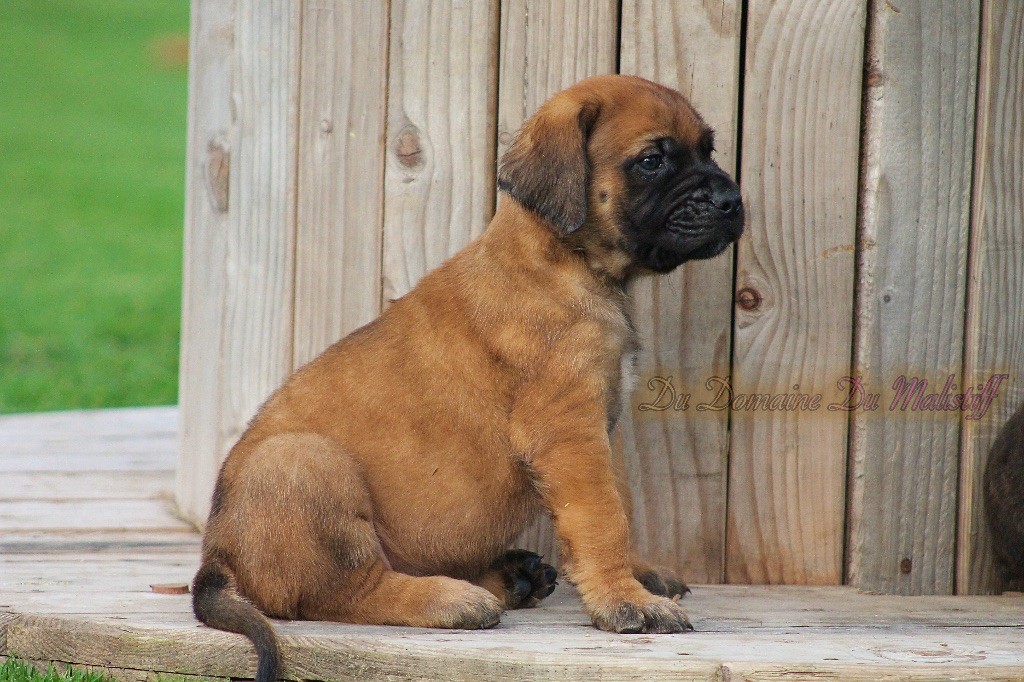 Du Domaine Du Malistiff - Mastiff - Portée née le 03/09/2018